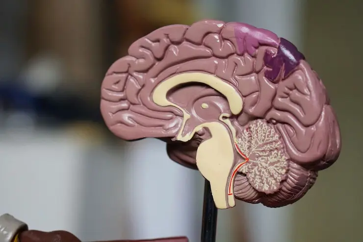 Tratamiento de TDAH, Autismo y Trastornos del Neurodesarrollo en Pamplona
